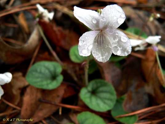 {Viola walteri}
